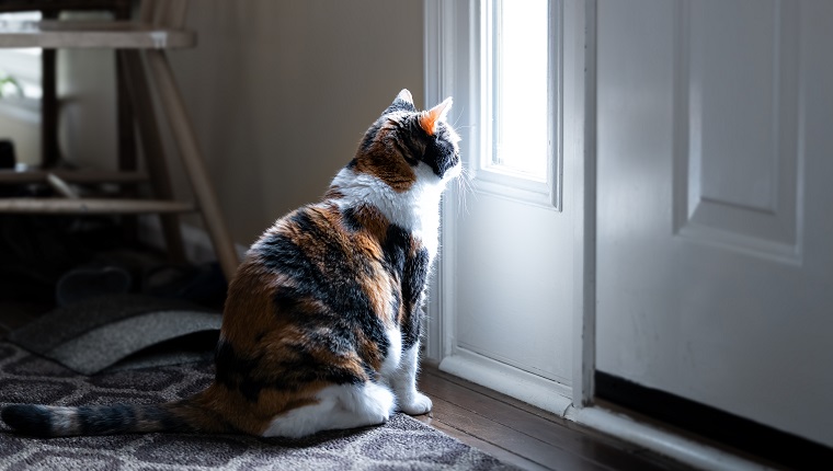 Sad, calico cat sitting, looking through small front door window on porch, waiting on hardwood carpet floor for owners, left behind abandoned