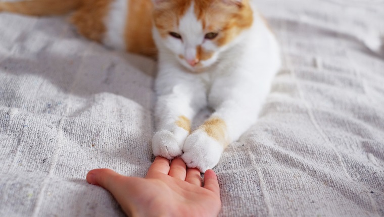 Friendship between human and cat. Paws are on the hand