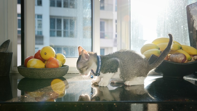 kitten eating something on a kitchen counter