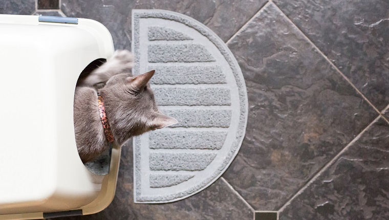 A grey kitten scratching in a litterbox