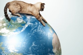 Image of siamese cat playing with globe.