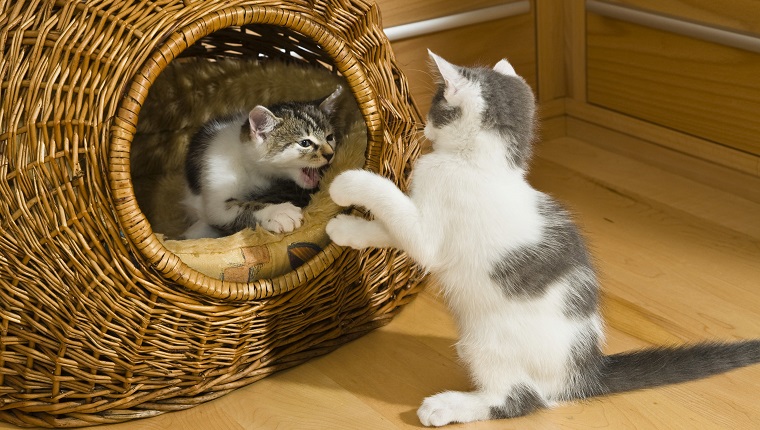 Kittens playing in cat basket