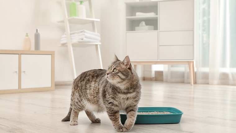 Adorable grey cat near litter box indoors. Pet care