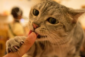 Cat liking human finger.