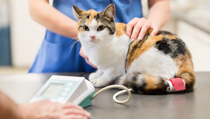 cat at vet