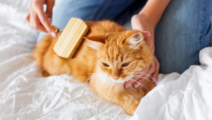 cat getting groomed