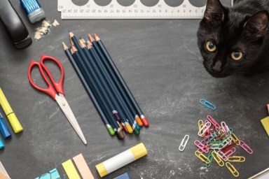 Creative study environment. Top view of school essentials and black cat on chalkboard desk.