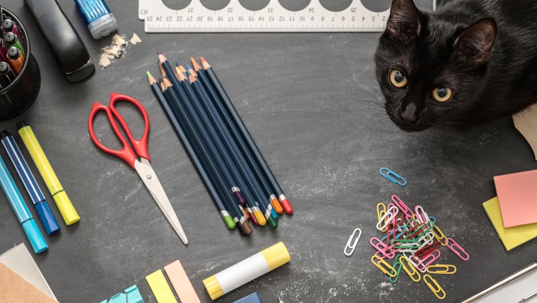 Creative study environment. Top view of school essentials and black cat on chalkboard desk.