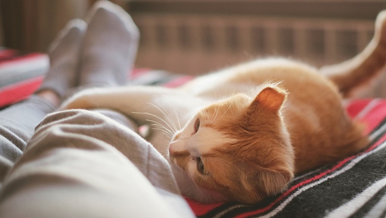 lying and relaxing in bed with cat opposite the window on a sunny day