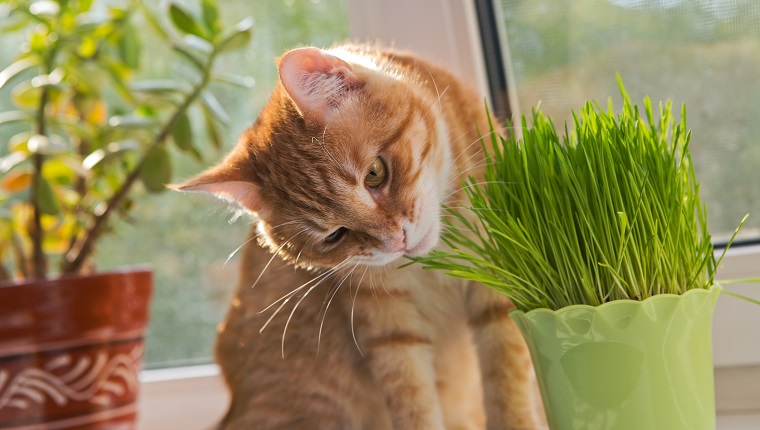 Cat sniffing and munching a vase of fresh catnip