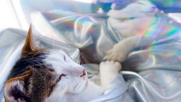 Cat sleeping hologram clothing