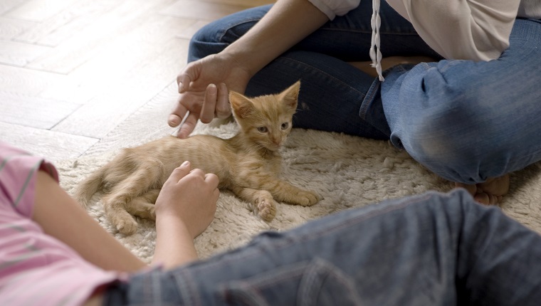 Two Girls Stroking a Kitten