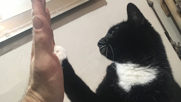 A cat seemingly raising it's paw in a 'high five' gesture.