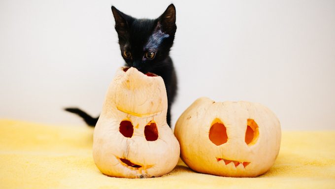 kitten next to jack-o-lanterns 