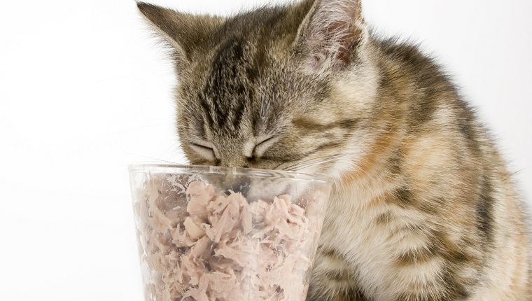 A tabby kitten chowing down