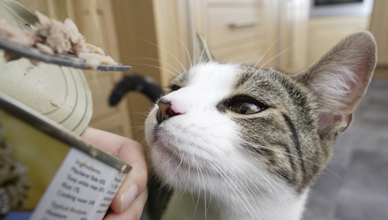 Cat being fed tuna, close-up