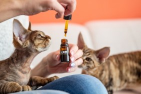 Female Pet Owner Giving Her Cat CBD Oil Drops as Alternative Therapy.