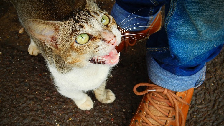 Low Section Of Person Standing With Cat