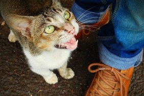 Low Section Of Person Standing With Cat