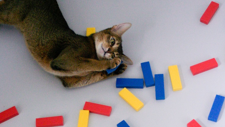 High Angle View Of Cat Relaxing By Toy Blocks On Table