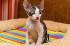 Little kitten Cornish Rex sit on the back of the sofa