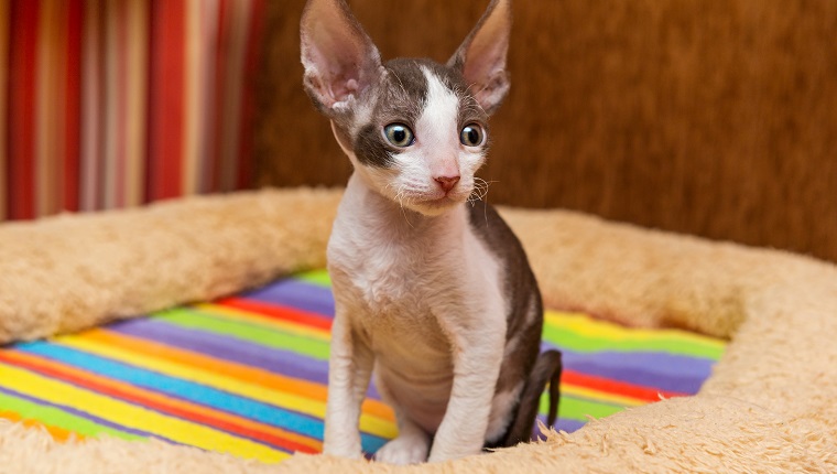 Little kitten Cornish Rex sit on the back of the sofa