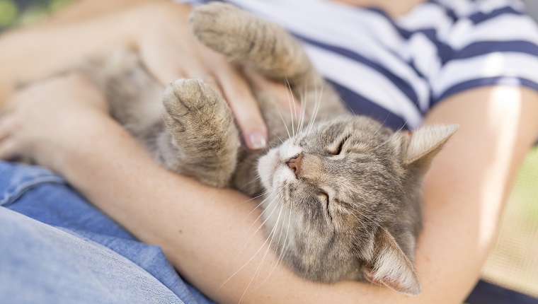 Top view of a furry tabby cat lying on its owner's lap, enjoying being cuddled and purring.