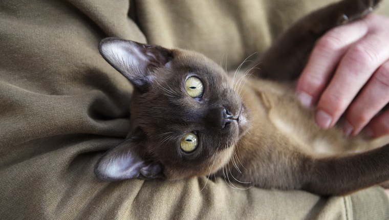 Comfortable Burmese kitten relaxing in man's arms