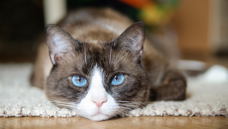 snowshoe cat