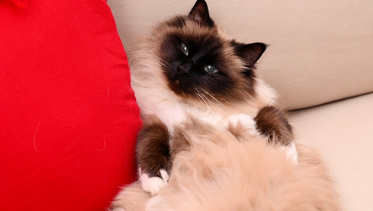 Birman cat