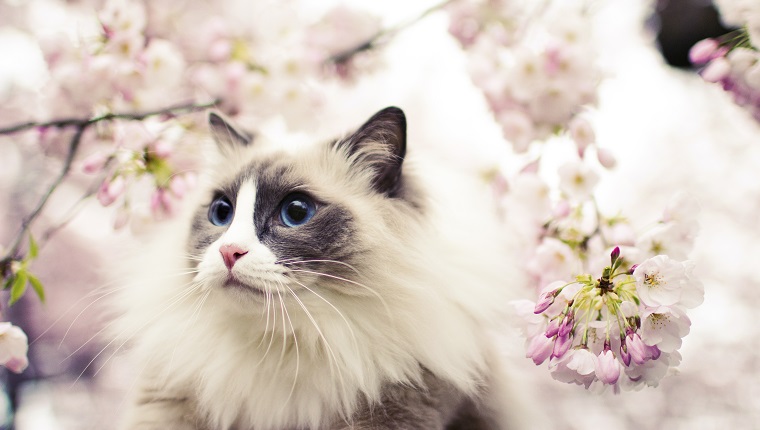 ragdoll cat