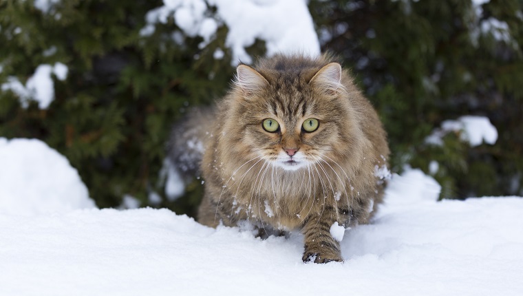 siberian cat