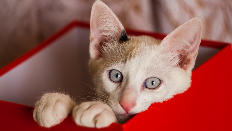 Small cat inside red box