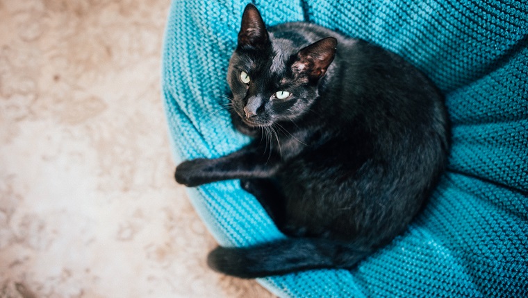 Black cat looking above, while relaxing on a big pillow.