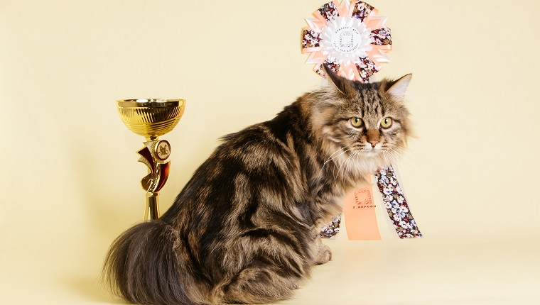 Studio photography of a kurilian bobtail cat on colored backgrounds