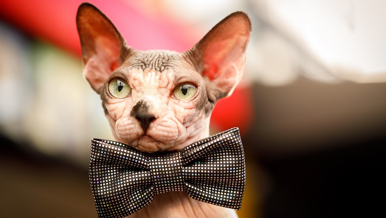 Sphynx cat.