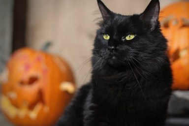 Black Halloween Cat