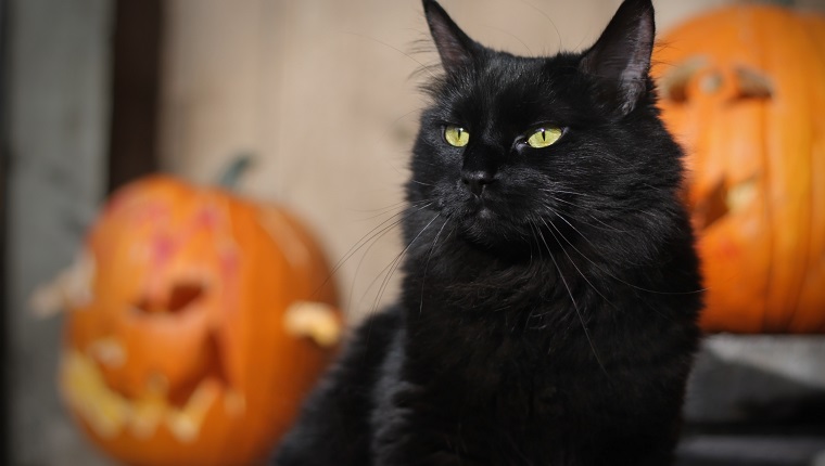 Black Halloween Cat