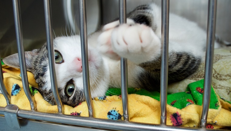 A grey and white kitten reaches a paw out of its cage at the animal shelter