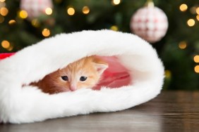 Kitten hiding in Christmas stocking