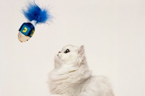 Persian cat playing with dreidel