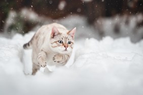 White Mink Bengal running in deep Snow, Action Shot