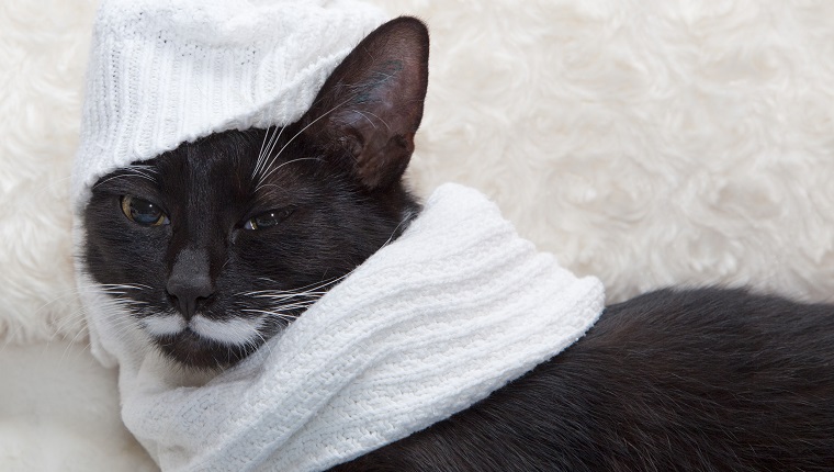 blach cat with wooly scarf and hat