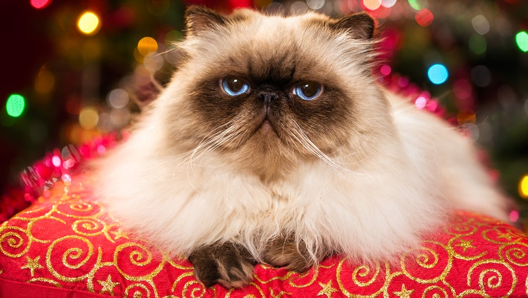 Funny persian colourpoint cat is lying on a red cushion in front of a Christmas tree with colourful lights bokeh