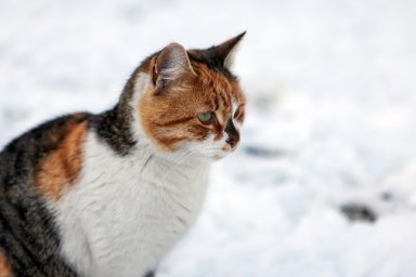 Snow cat