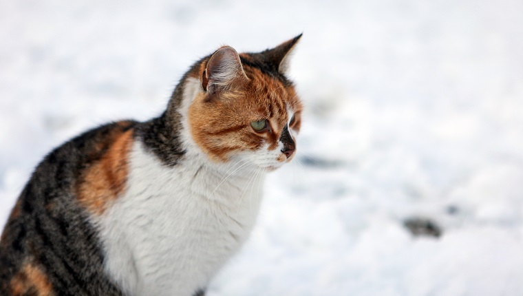 Snow cat