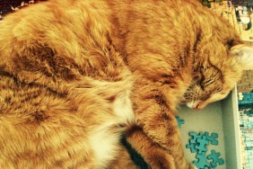 Cat asleep on jigsaw