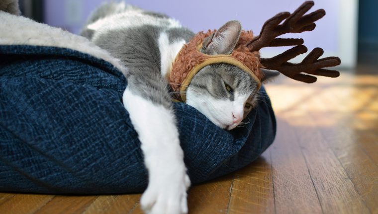 A cat wearing reindeer antlers looking tried and resigned.