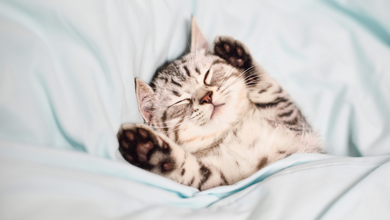 Kitten sleeping under the covers