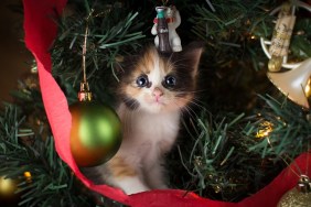 Christmas kitten